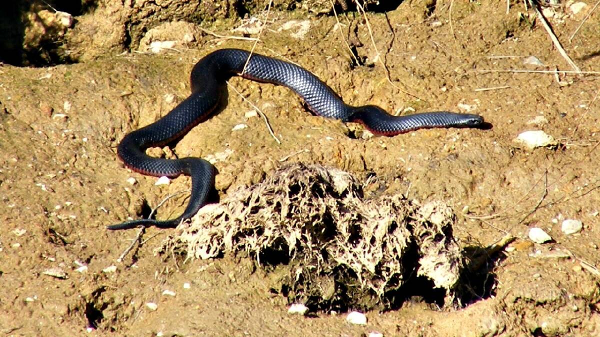 WATCH OUT: A Red Bellied Black Snake catching frogs on the edge of a dam.  Photo: Southern Tablelands WIRES. 