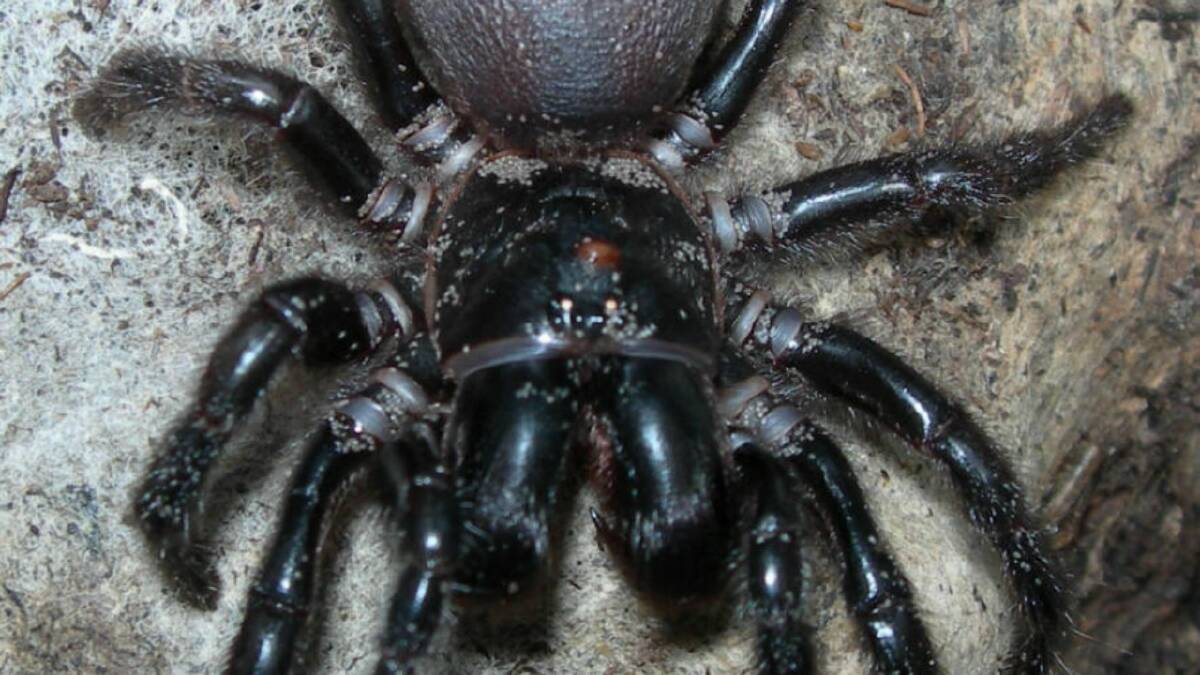 The Blue Mountains Funnel Web was discovered by a local mining engineer last year
