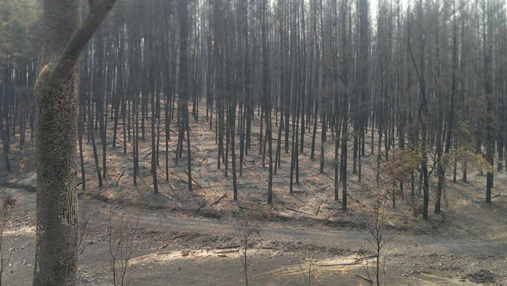 The fire that ripped through the pine plantation on Little Billabong Road. Picture: Alex McConachie