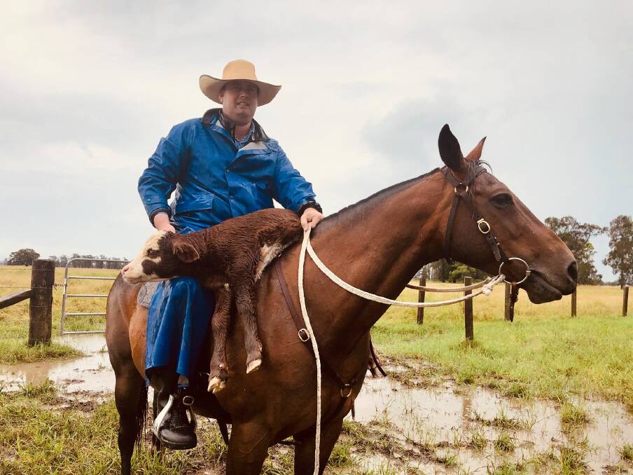 Laurie Argue from Kempsey Stock and Land saved a calf from floodwater while shifting cattle at Clybucca north of Kempsey. Photo: Samantha Townsend
