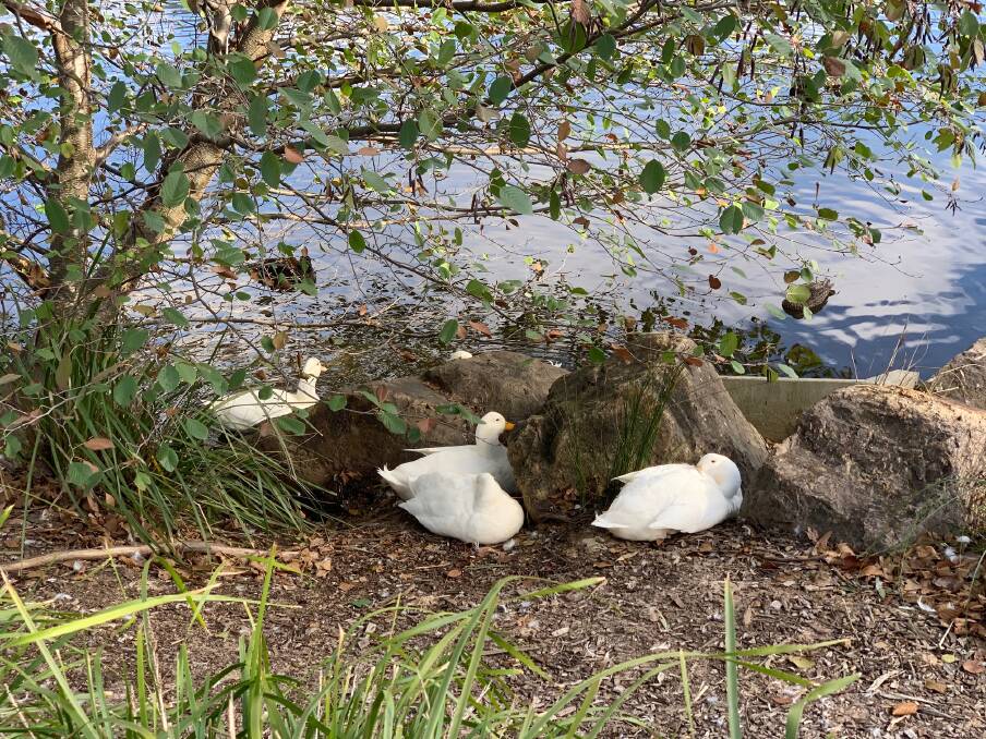 So many ducks call Lake Alexandra in the Southern Highlands home. Photo: Jackie Meyers