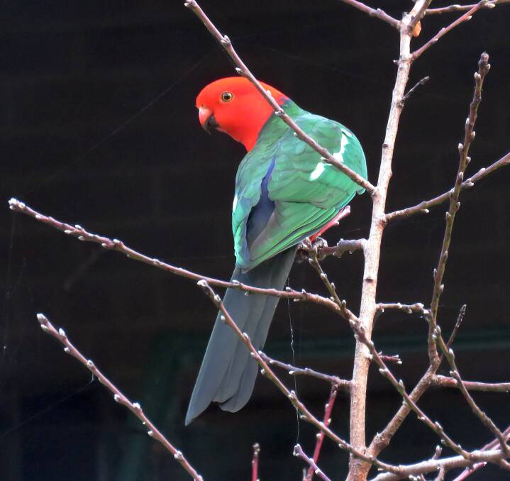Have you seen a King Parrot on your street or in your yard? Photo: BirdLife Southern Highlands Image Library