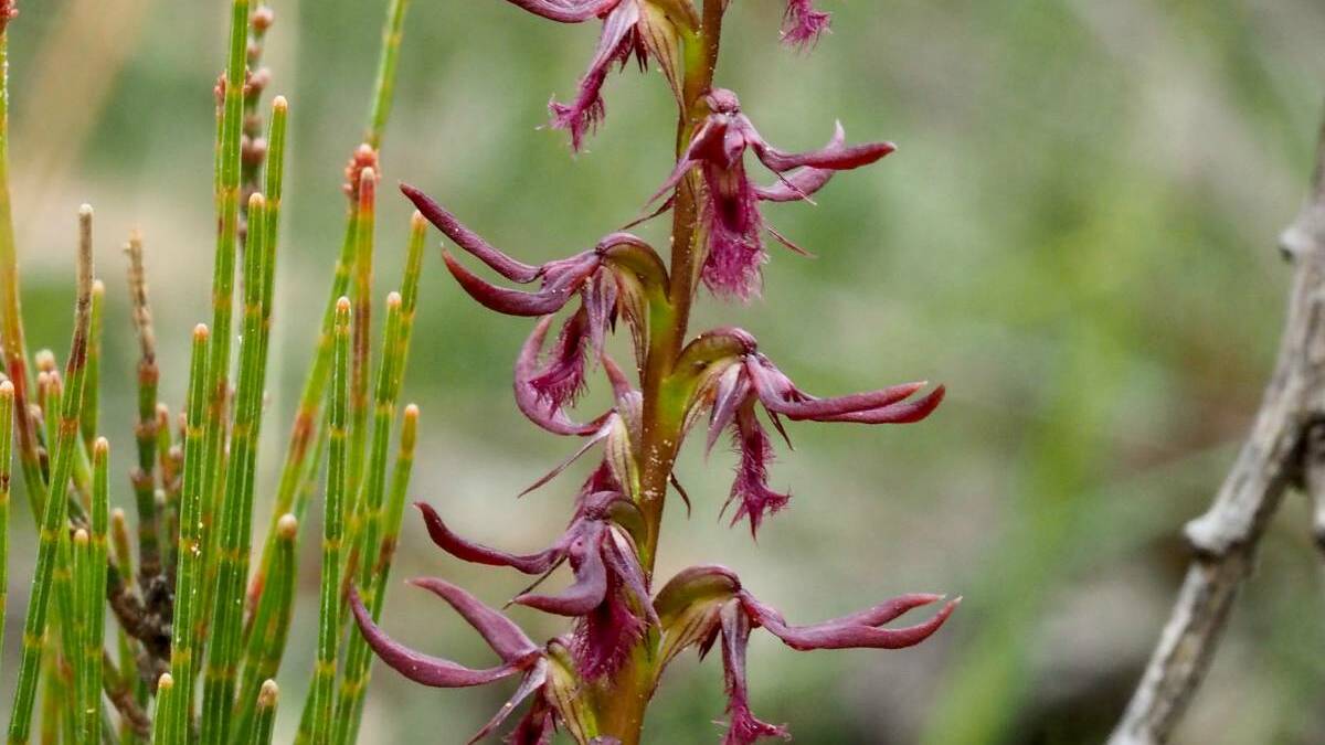 Superb Midge Orchids have been found across parts of the Southern Tablelands. Picture: supplied
