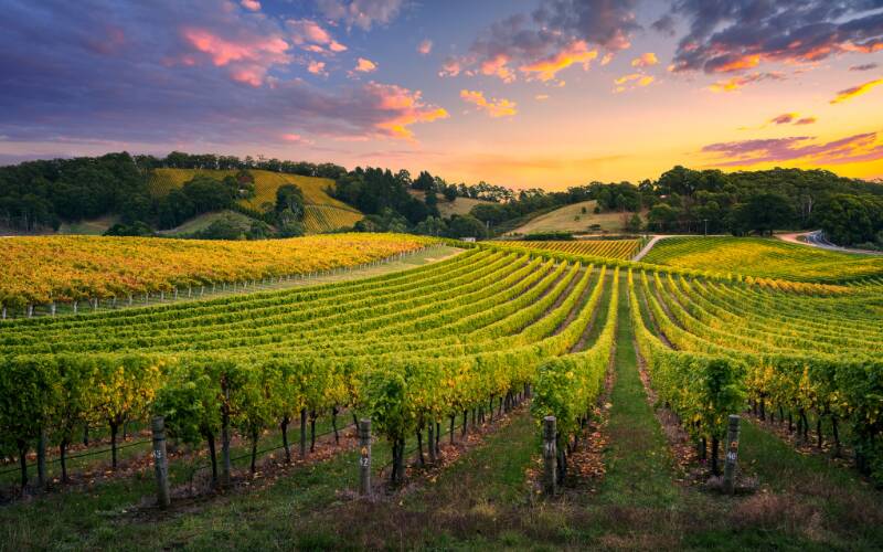It champions cool climate wines that use grapes that are grown 500 metres or more above sea level. Picture supplied 