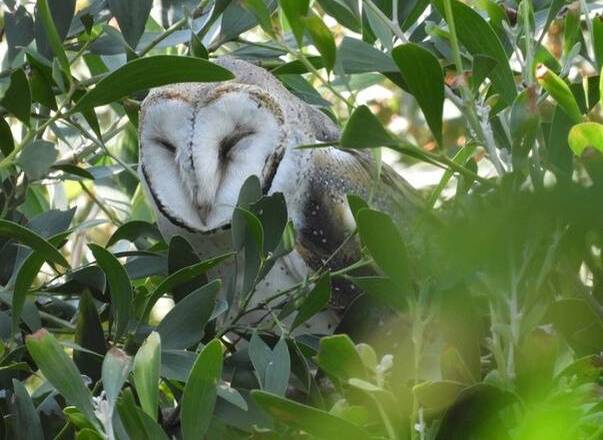 RARE DROP-IN: Goulburn Field Naturalists Society president and FROGS volunteer Frank Antram captured this barn owl during its September 1 visit to the wetlands. 