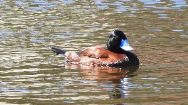 The male blue-billed duck is a frequent visitor in the Tablelands. Photo: Frank Antram
