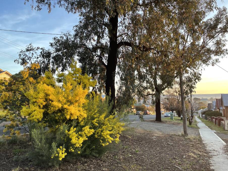 Wattle also be seen when you look towards the city centre on Auburn Street in Goulburn. Photo: Louise Thrower 