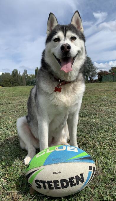 Kobie the Siberian Husky was last seen in the Tablelands in August. Picture: Supplied 