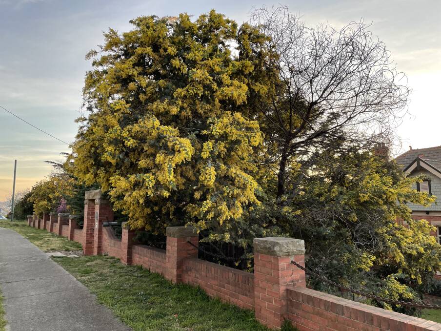 Wattle can be spotted hanging over an Eldon Street fence in Goulburn. Photo: Louise Thrower