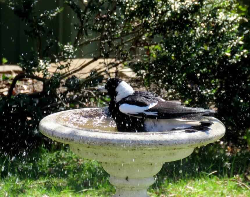 Bird baths are a great way to encourage birds to the garden, but must be cleaned regularly. Photo: BirdLife Southern Highlands Image Library