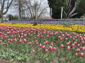 There are 16 spots to see tulips at across the Highlands, including at the Corbett Gardens for Tulip Time. Picture by Briannah Devlin