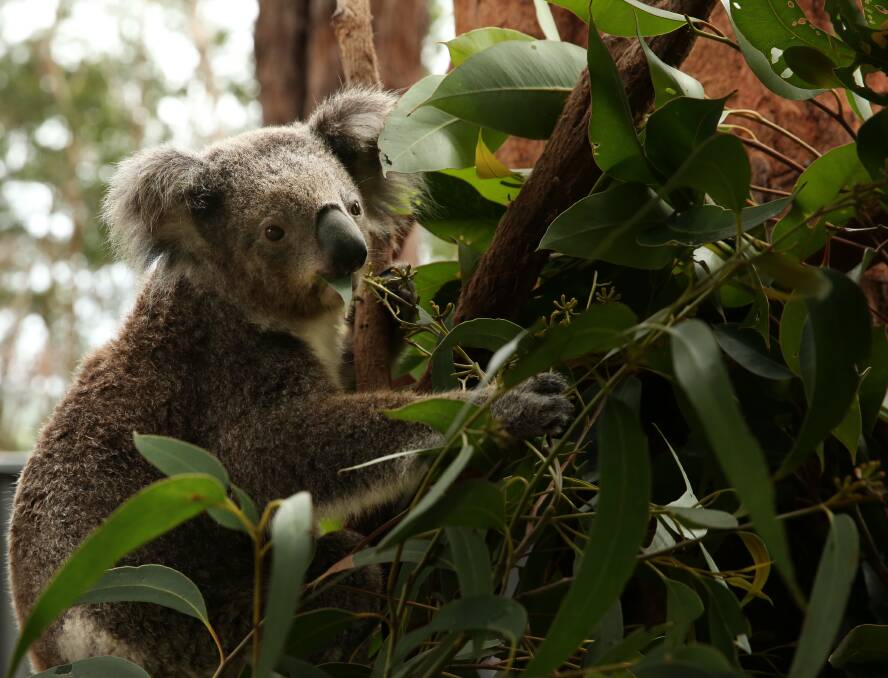 Endangered: Federal Environment Minister Sussan Ley on Friday announced koala populations in NSW, Queensland and ACT will change from their previous listing of "vulnerable". Picture: Simone De Peak