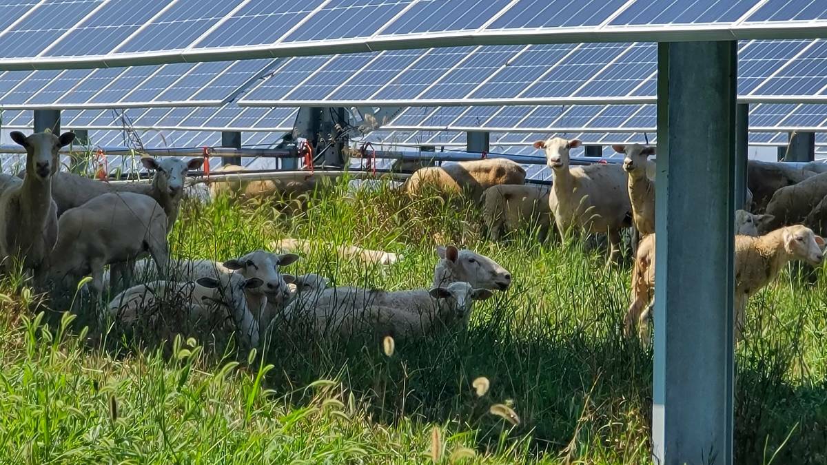 Lightsource bp have said sheep can safely graze underneath solar panels. Photo: supplied (Lightsource bp)