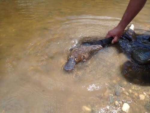 Platypus at Two Rivers. Picture: supplied
