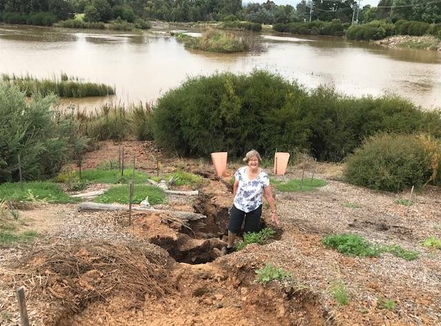 Friends of Goulburn Wetlands president Heather West shows one of the scoured out areas from January's heavy rainfall. Behind her, the wetlands has been filled with silt. Photo supplied.