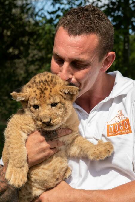 Chad with lion cub Phoenix - born during the Black Summer Bushfires. Picture: file