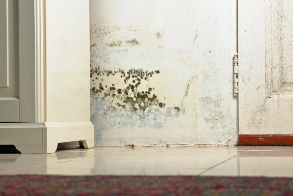 Many different types of mould exist and they all have the potential to cause health problems. Picture: File