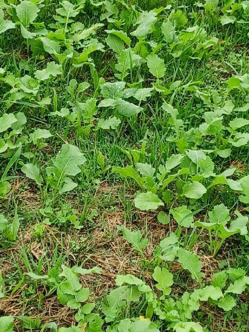 The multi-species coverage includes oats, chicory, field peas, brassica, radish, plantain, white turnip, lupins, fescue, phalaris, white clover, red clover and three different types of sub clover. Photo: Supplied.