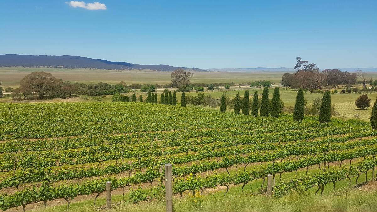 Vineyards at Lerida Estate. Photo: Supplied.