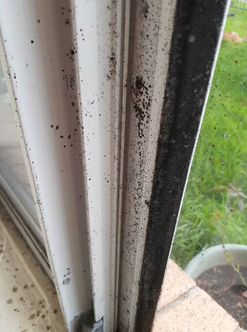 Penny Watson's windowsill is covered in mould. Picture: Penny Watson