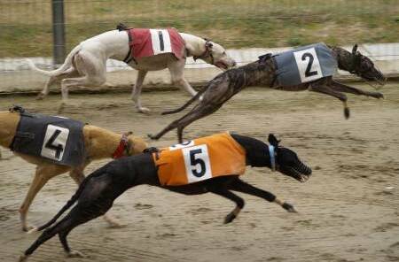 Goulburn Greyhound Racing Club meets on Friday, May 19. Picture from file.