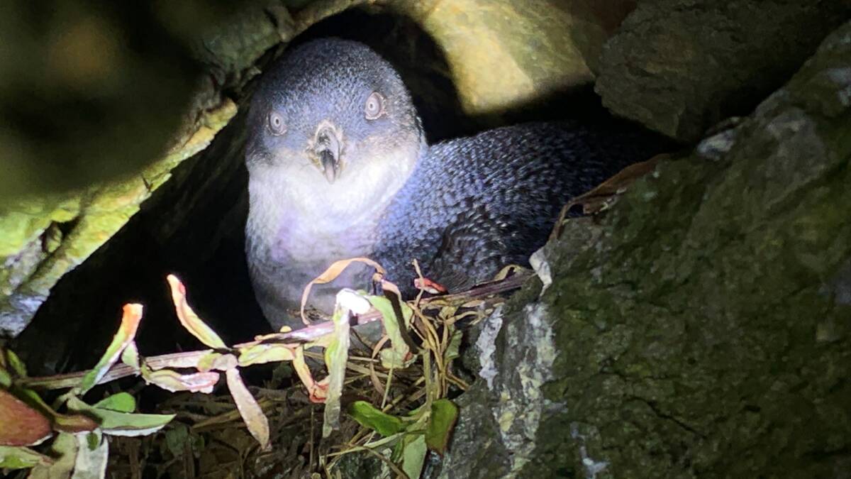 Little penguin on nest. Picture by NSW Department of Planning & Environment