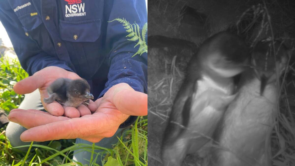 Senior Research Scientist Nicholas Carlile holding a chick the same size as the one which has hatched in Eden, black and white photo shows penguins courting. Pictures by NSW Department of Planning & Environment
