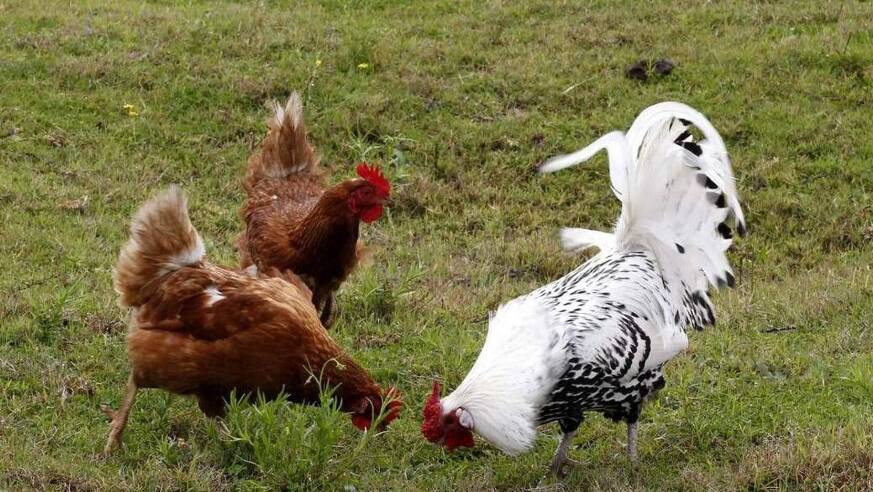 Goulburn Poultry Fanciers Society's annual show will be held this weekend.