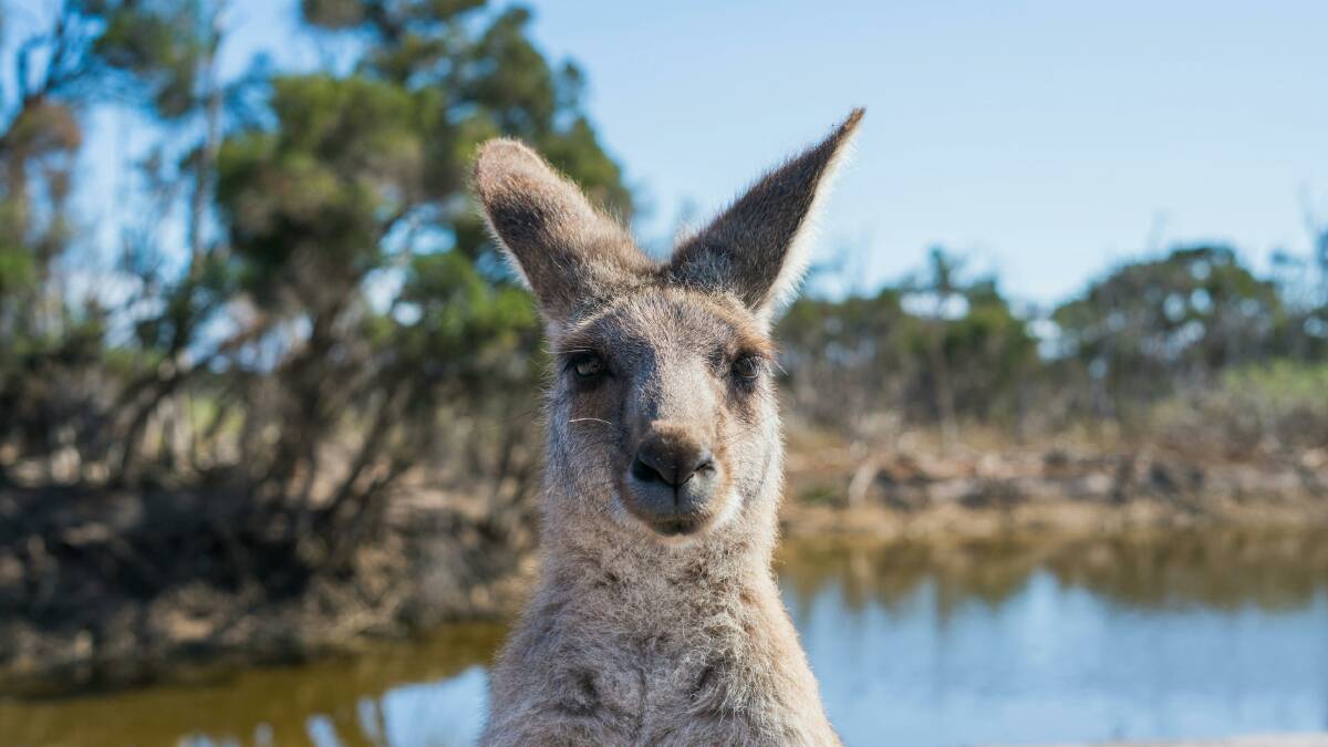 Celebrate all things Australia this Australia Day. Image by Pexels. 