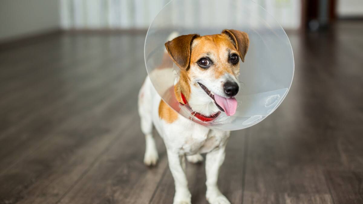 NECESSARY: An Elizabethan or e-collar is often essential in helping your pet heal.