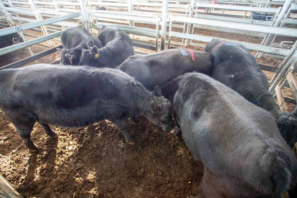 Mt Hercules Pastoral Co, Wallendbeen, topped Thursday's sale with four Angus cows sold by Agstock for 270c/kg, average 712.5kg, $1923.75 a head.