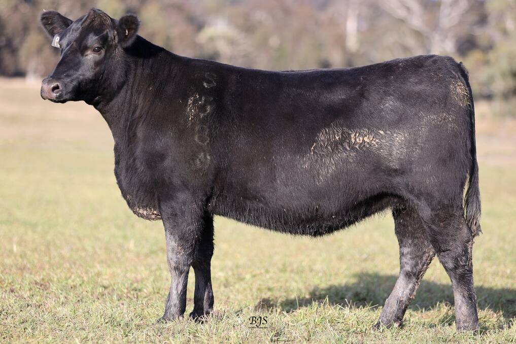 Lot 75: S589 has an intramuscular fat percentage of +4.9 and is PTIC (female) to BBBR505.