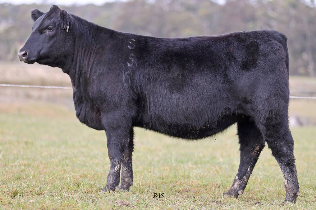Lot 74: S563 has an intramuscular fat percentage of +3.4 and is PTIC (female) to MM Paratrooper MM.