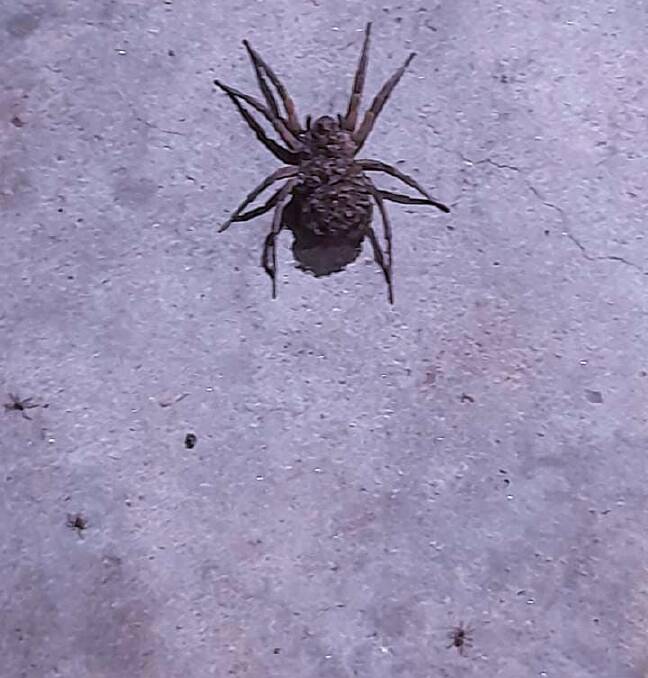 SPOTTED: The wolf spider with its babies. Picture: NSW SES Port Stephens