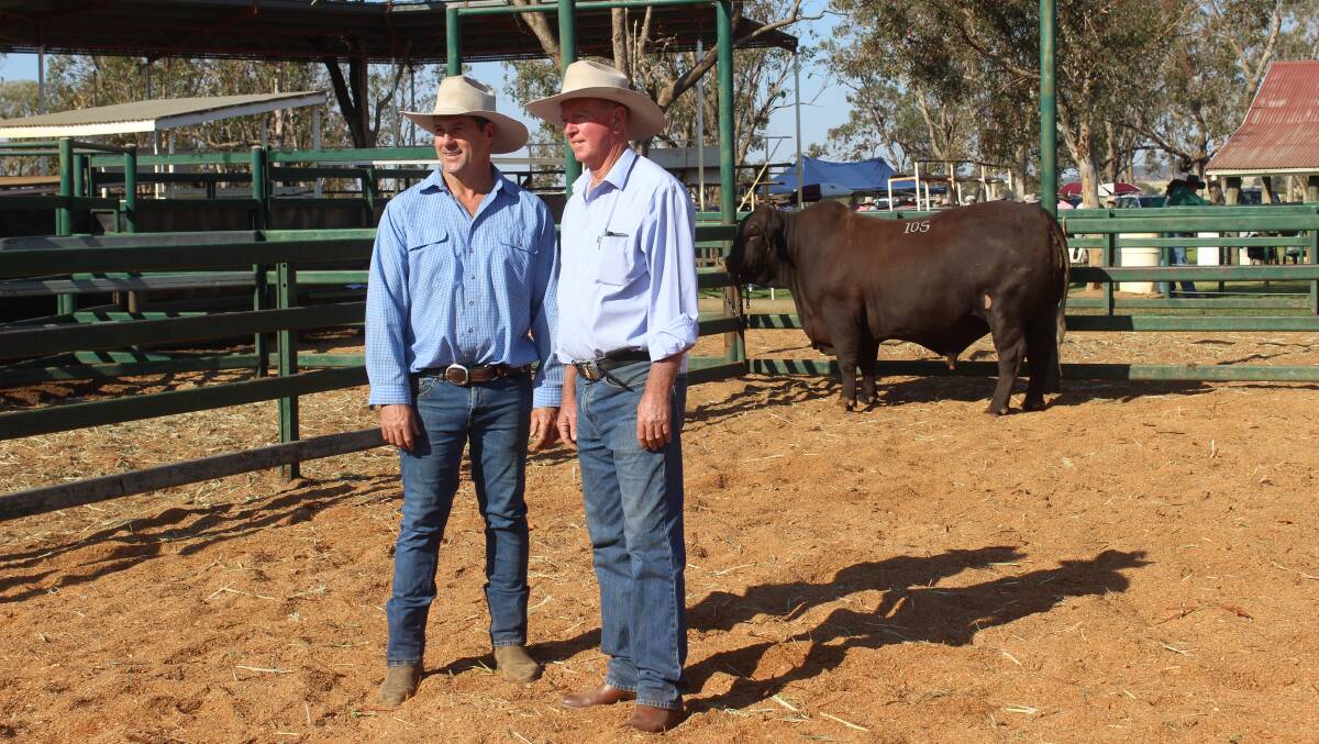 Wallumbilla stud stock breeder Andrew Bassingthwaighte sold this Santa Gertrudis bull, Yarrawonga P914 (PP) to Neil Watson at Tamworth for $51,000 last week. Picture - Helen Walker.