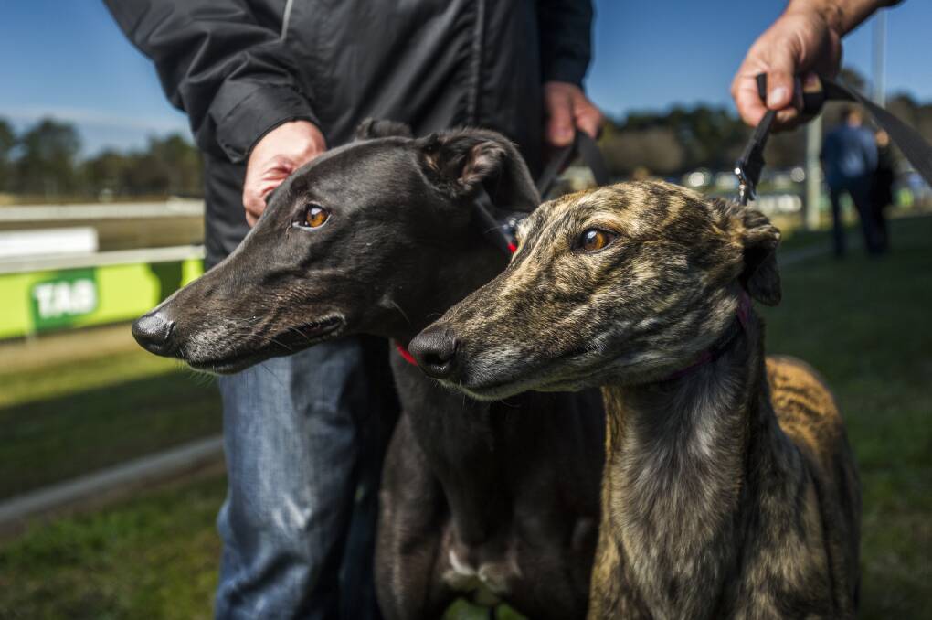 GREYHOUND UNION: Shifts from Canberra to Goulburn is expected to commence on May 6 according to a spokesperson. Photo: Dion Georgopoulo. 