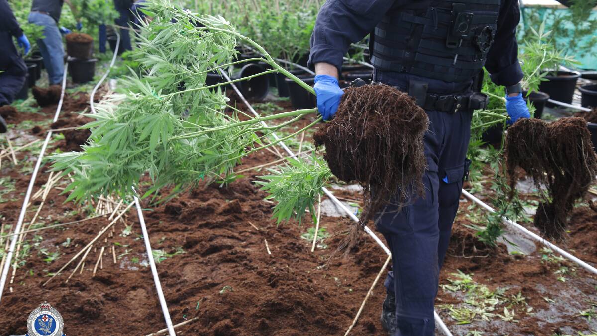 $3.75 million drug haul in the Southern Highlands