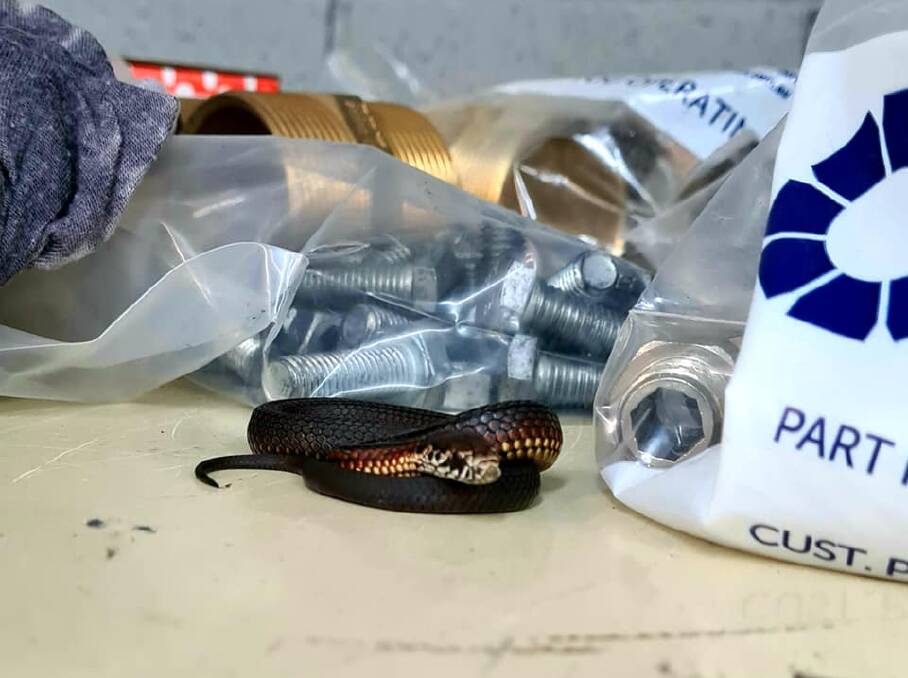 Keen to start work: A juvenile Highlands Copperhead was found at Pirktek Moss Vale ready to start work. Photo: Cory Kerewaro of Reptile Relocation Sydney.