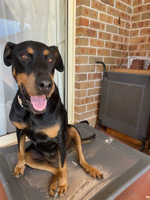 Send your dog photos to vera.demertzis@austcommunitymedia.com.au