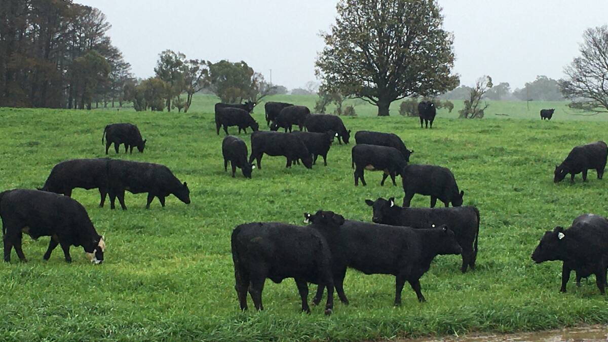 Paddock to plate: Berrima based Princess Pastoral Company was named Woolworths Protein Supplier of the Year for 2019. Photo: supplied. 