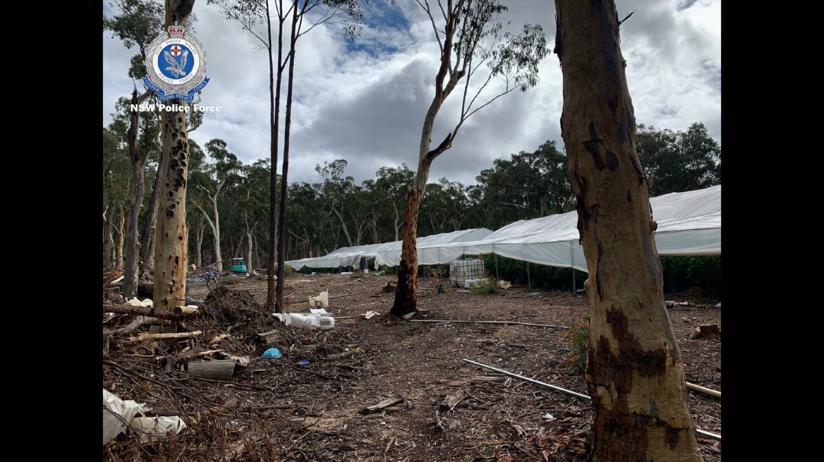 Detectives from the Hume Police District commenced an investigation after receiving information relating to the cultivation of cannabis at a property near Goulburn. Photo: NSW Police 
