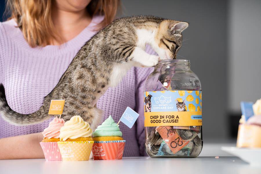 Get baking: RSPCA's sweetest fundraiser to help fight animal cruelty