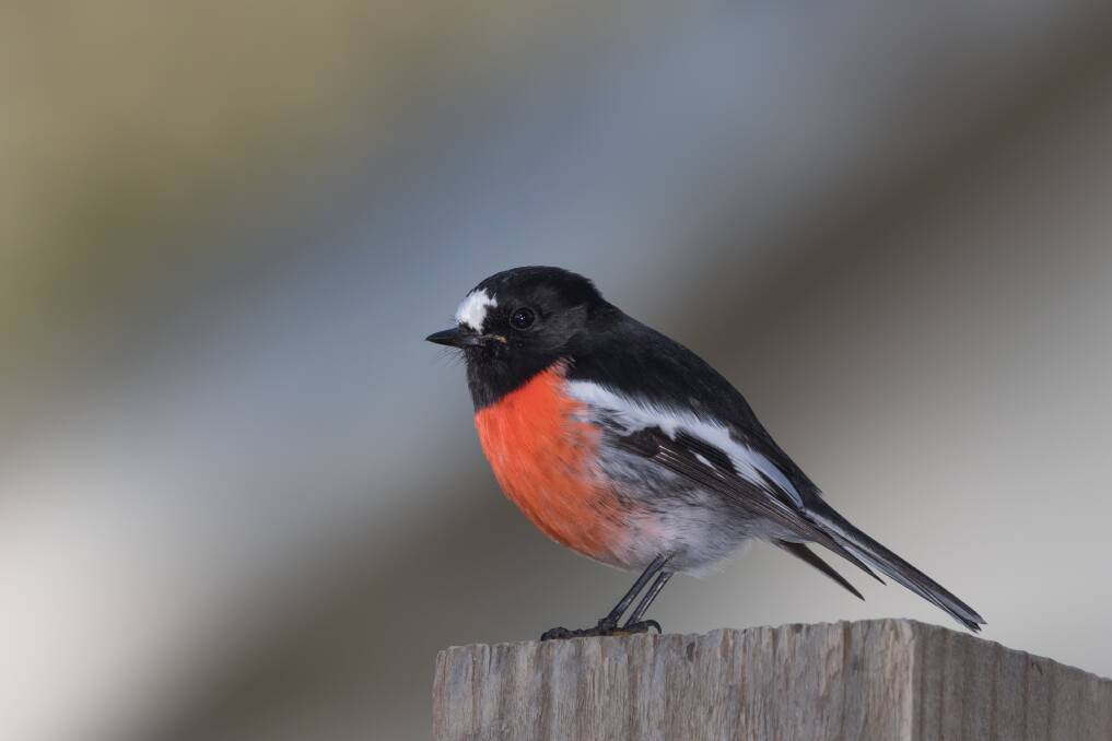 The hard to spot and vulnerable scarlet robin. Picture: K2W Glideaways