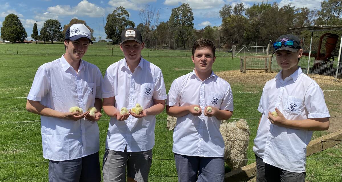 CHICK THIS OUT: Goulburn High year 11 students Ben Luck Bailey Fitzgibbon, Caleb McClelland and Harry Sneddon. Photo: Supplied.
