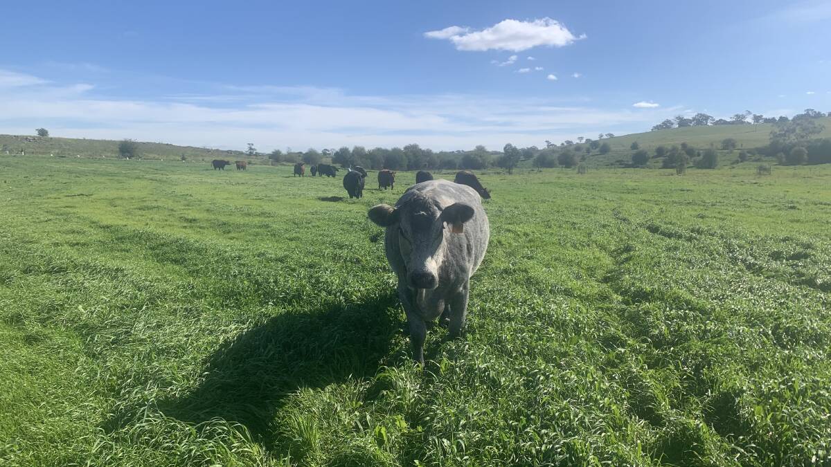 A cow on a property in Goulburn. Photo: Hannah Neale