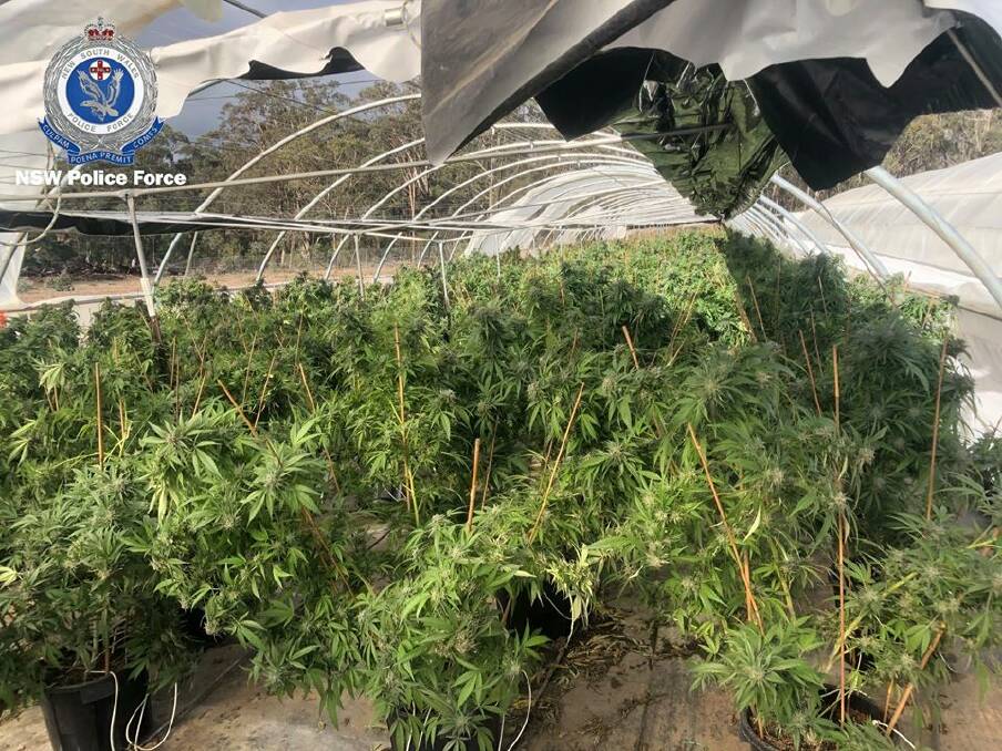 Police seized more than 2800 cannabis plants, worth $8.6 million, at a rural property on Old Macquarie Road, Brayton on May 28. Photo: Supplied