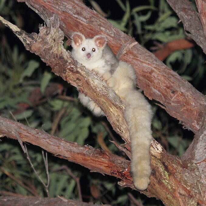 The population of the vulnerable greater glider has increased. Picture: Supplied