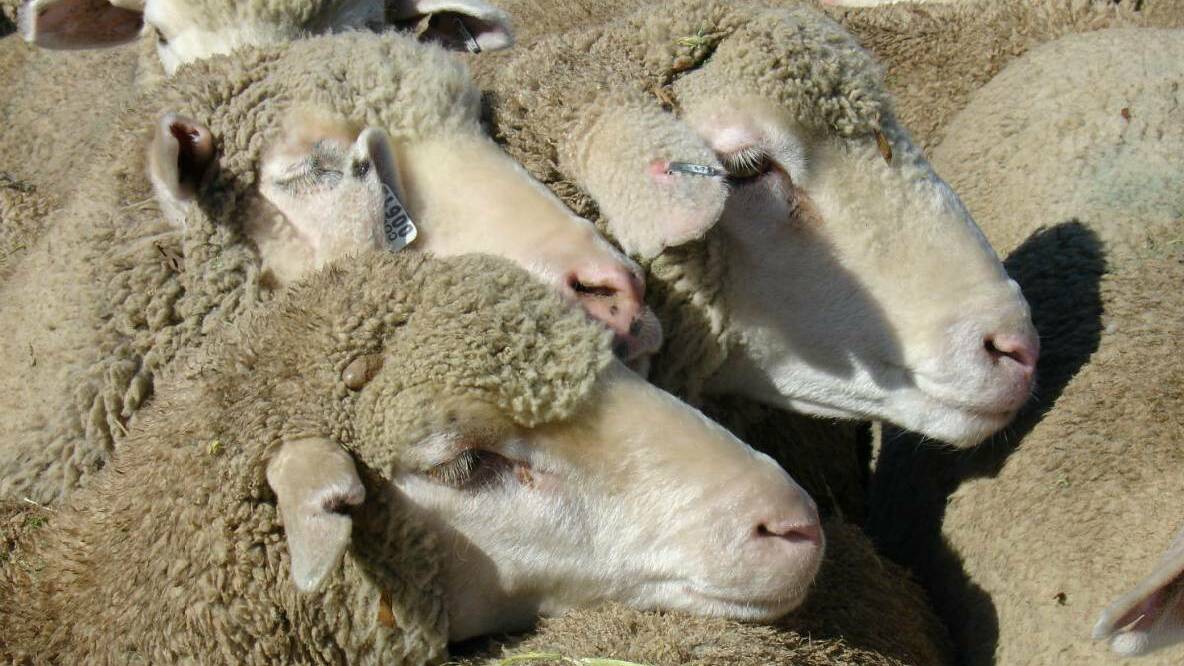 The Bureau of Meteorology (BoM) has issued a warning for sheep graziers. Photo: File