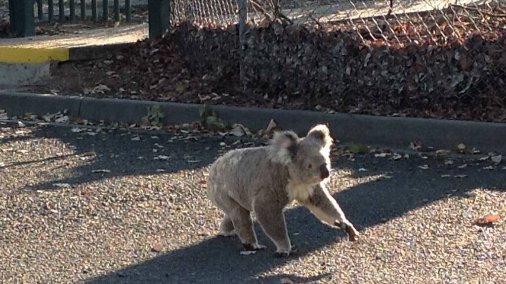 SLOW MOVERS: Koala Action Group fear more dogs on properties will be destructive for the Redlands koala population.