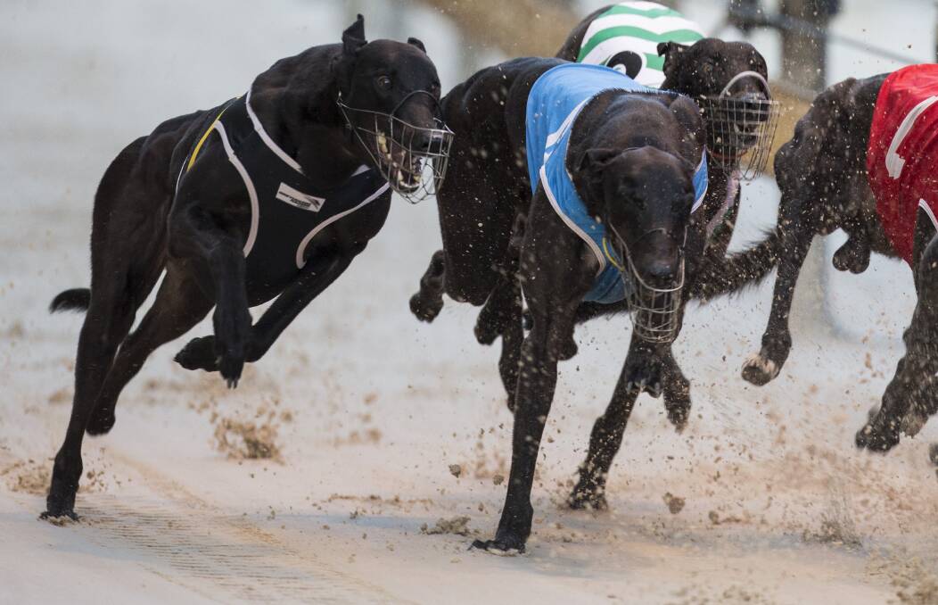 CAPABLE: Lochinvar Marlow was a champion greyhound and his promising offspring Prince Louie also looks capable of success at Goulburn.